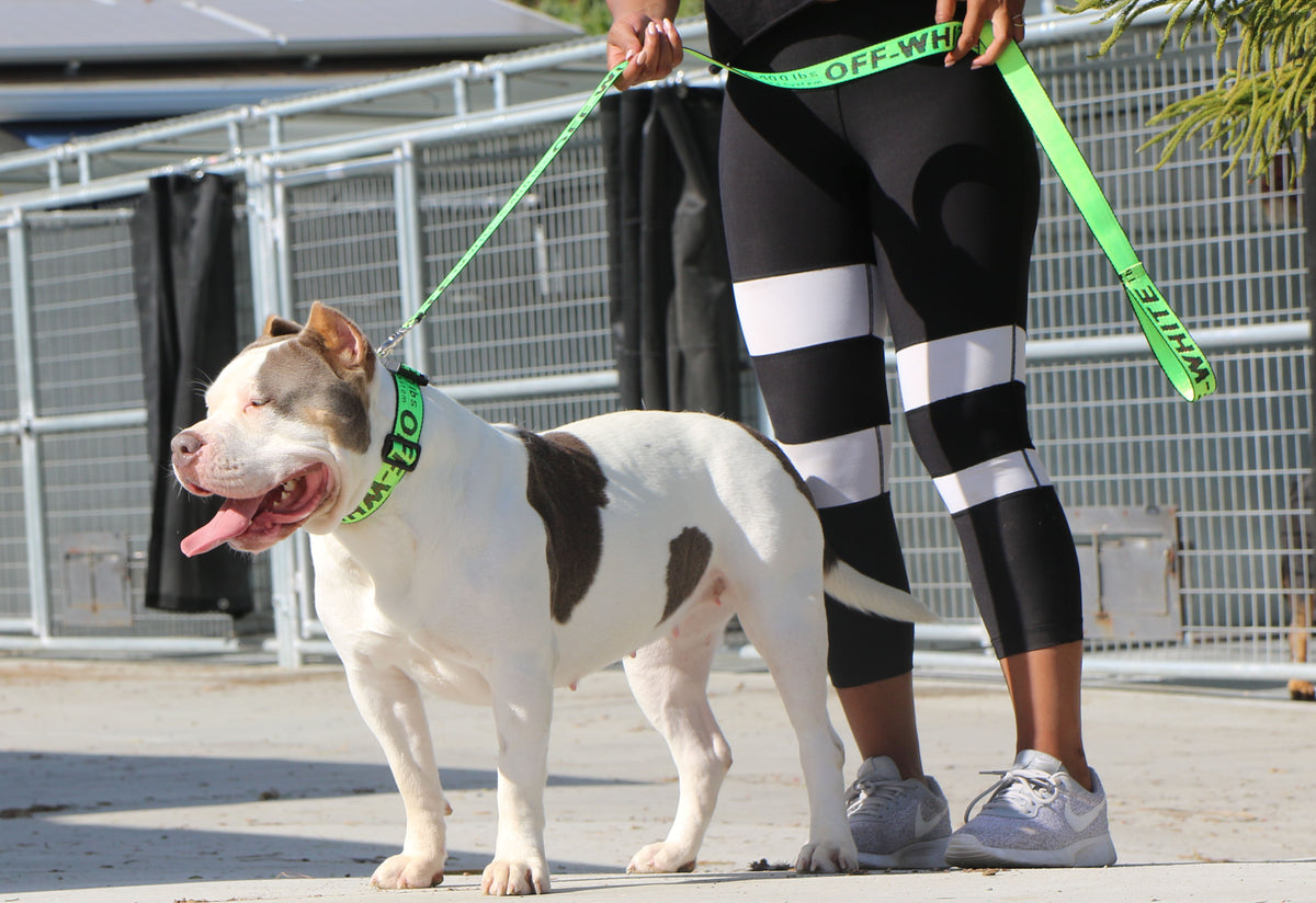 off white dog collar