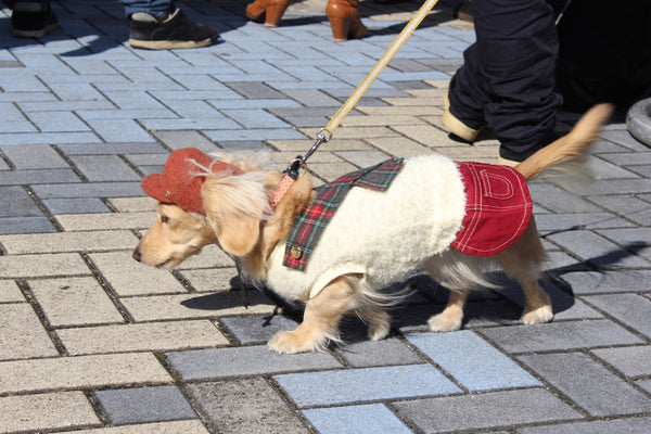 Doggy bavarianstyle