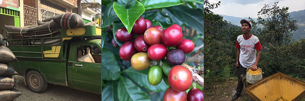 Organic Peru Coffee Production