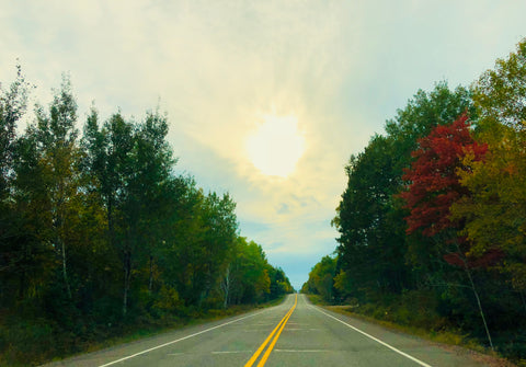 Afternoon sun as the colors change on Hwy 63 in northwestern Wisconsin