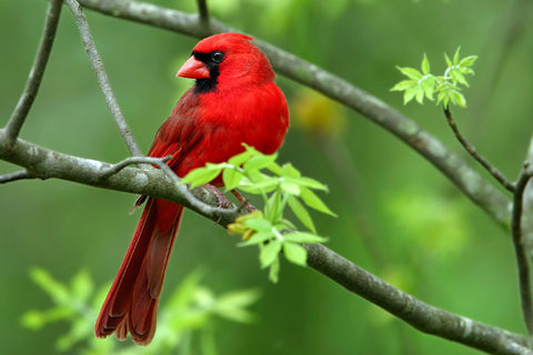 The Beautiful Labels The Red Cardinal Miami Beach Body Choose your favorite female cardinal photographs from millions of available designs. miami beach body