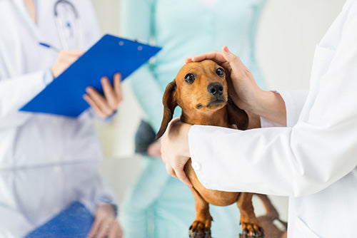 L'il Back Bracer Helps Dogs With IVDD