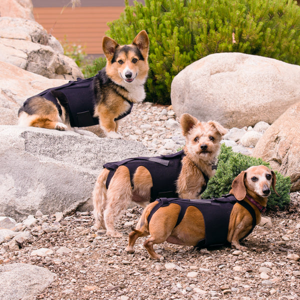 Dogs Using L'il Back Bracer