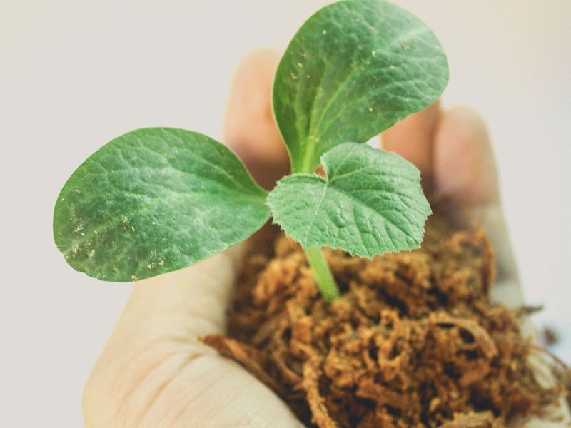 hand holding soil and plant