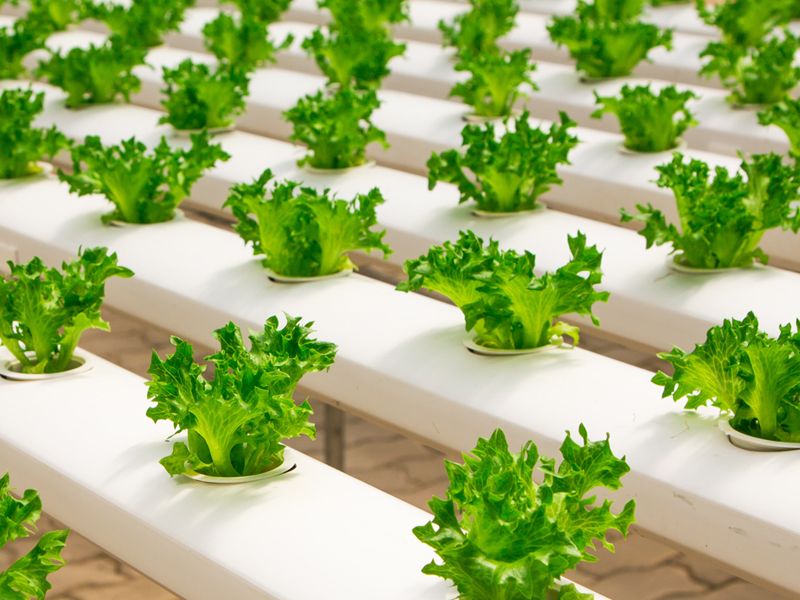 Rows and rows of green lettuce - horticulture