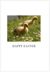 Happy easter ducklings photo