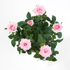 pink rose plant from postabloom