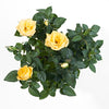 yellow rose plant from postabloom