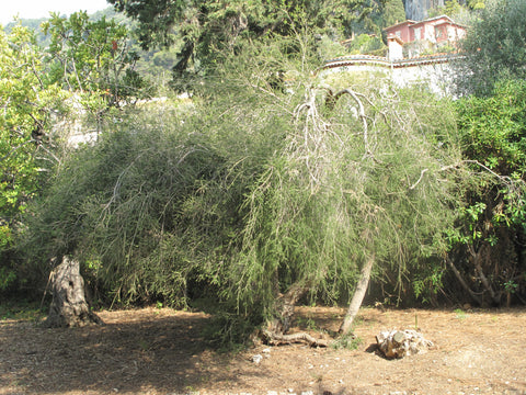 Melaleuca_alternifolia_(Maria_Serena), Source: Wikipedia