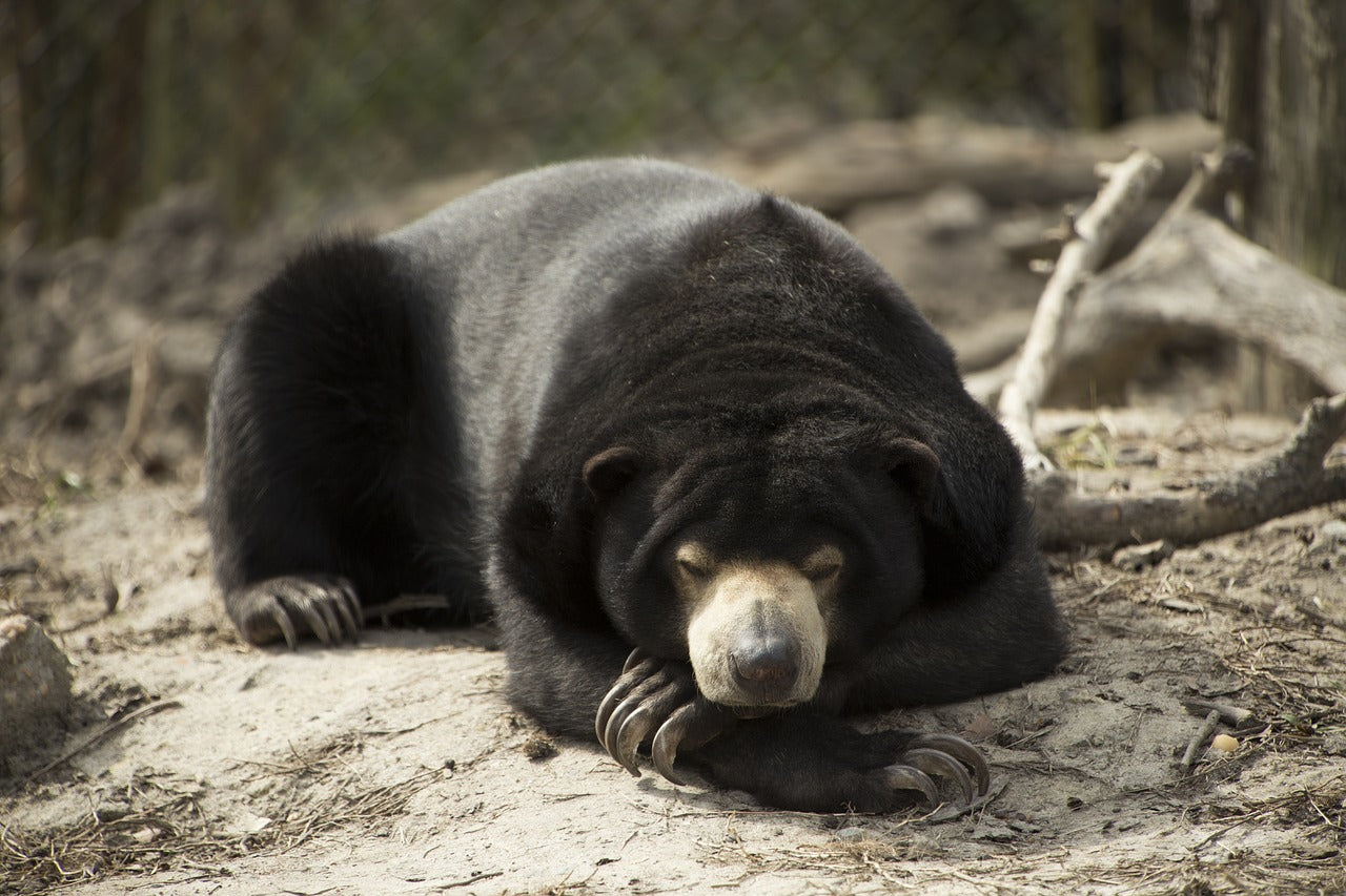 Malayan sun bear palm oil