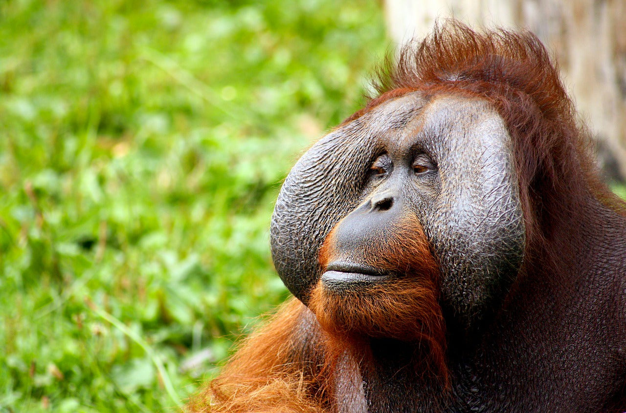 Orangutan palm oil