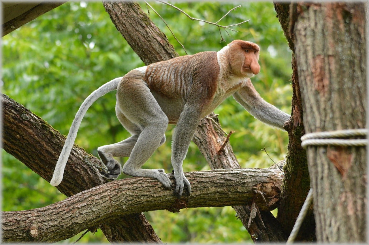 Proboscis monkey palm oil