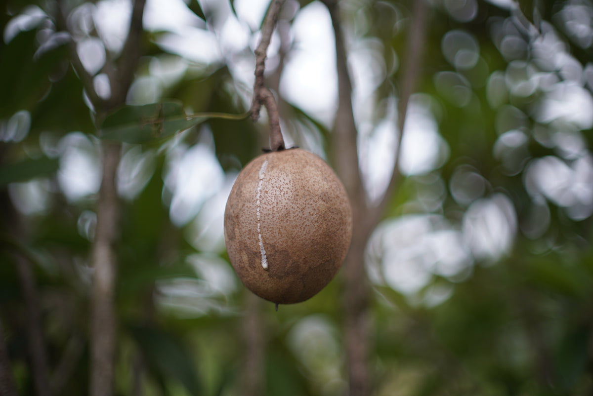 Sapodilla aka brown sugar fruit is trickling into season😍 – Miami Fruit