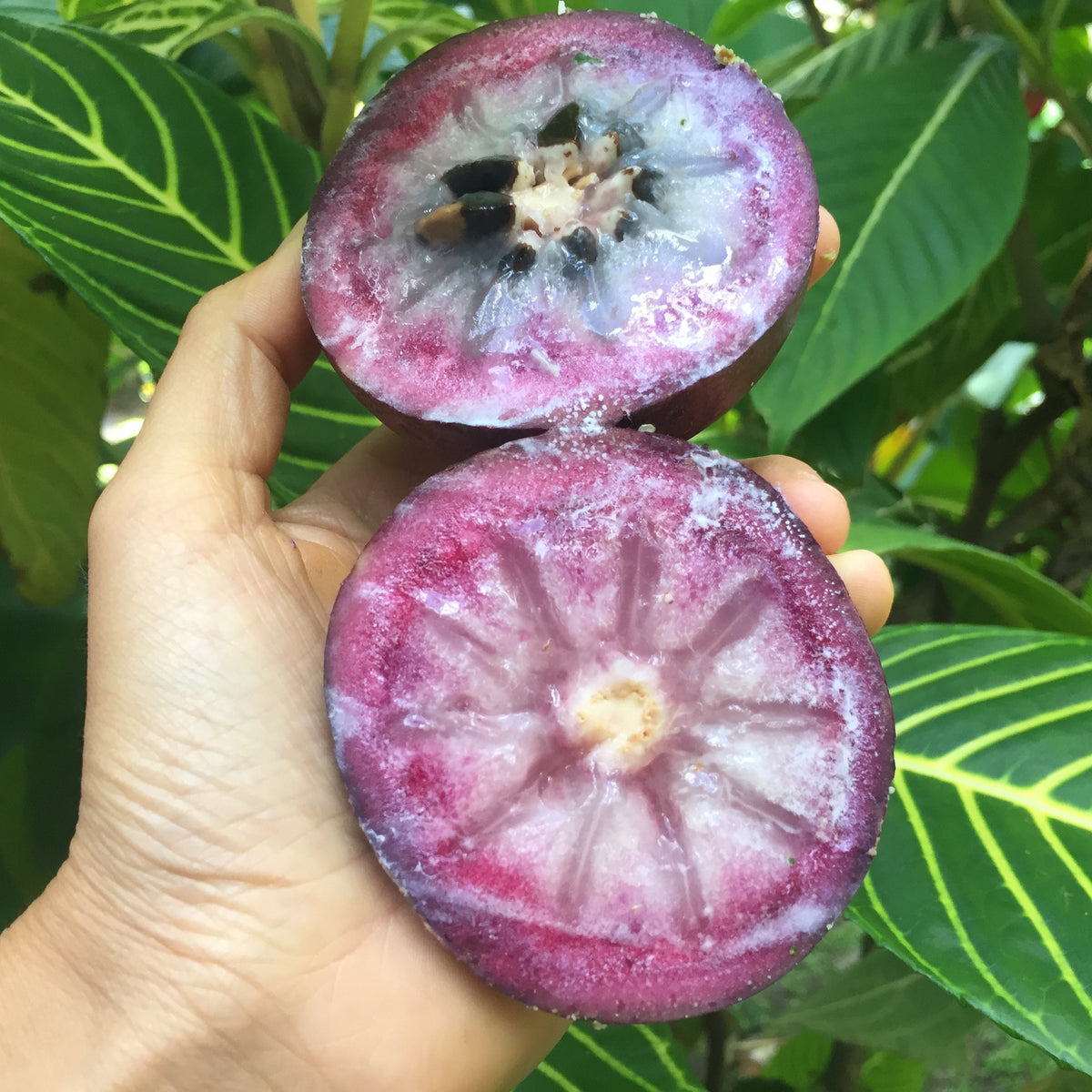 Star Apple - Caimito (Cainito) Box