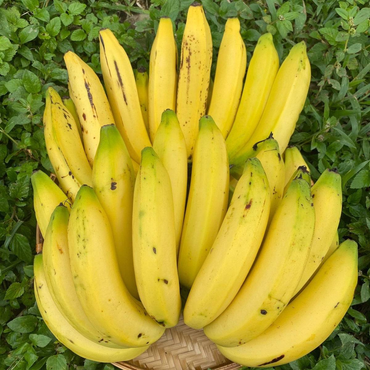 Buskruit vallei Incident, evenement Gros Michel Banana (Big Mike) – Miami Fruit