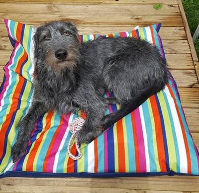 Dog lying on stripy water resistant mat