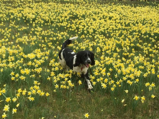 Dog running through a field of daffodils 