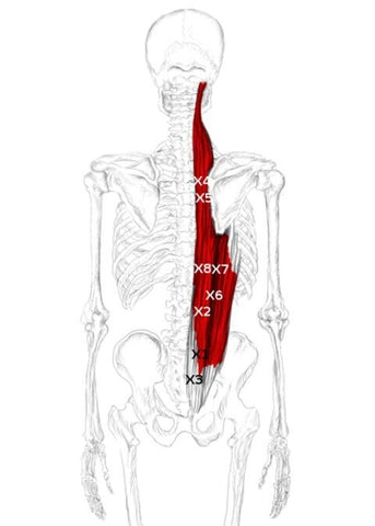 Erector Spine