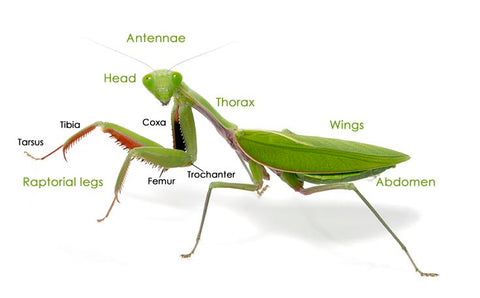 Praying Mantis Anatomy Chart 