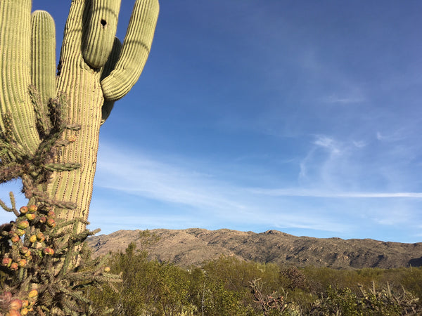 Cactus and desert landscape of Tucson Arizona