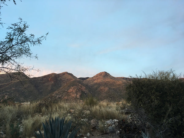 The desert in Tucson Arizona
