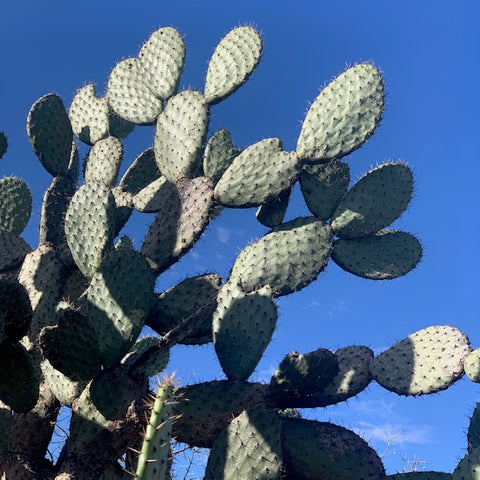 Cacti photographed against blue sky