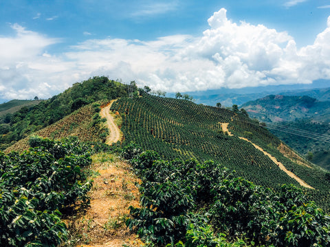 Coffee Farm in Colombia 
