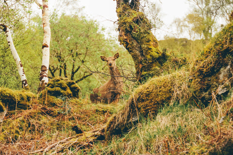 Scottish Highlands