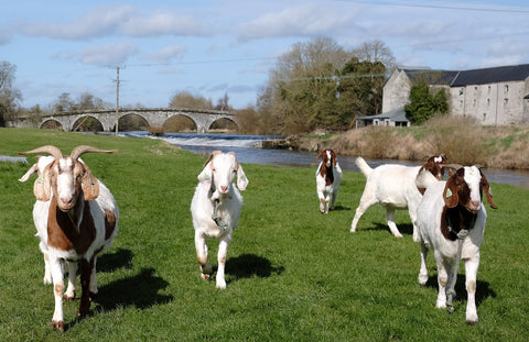Goats on the Island Nicholas Mosse Pottery Bennettsbridge Kilkenny Ireland 