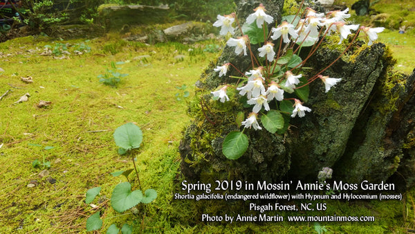 Shortia galacifolia Mossin' Annie's Moss Garden