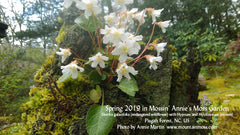 Shortia galacifolia Mossin' Annie's Moss Garden