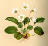 Shortia galacifolia illustration Harvard