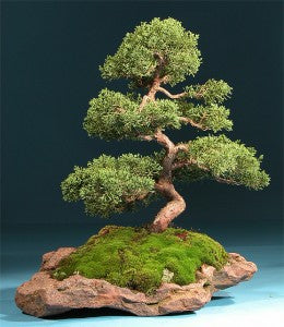 Tiny Moss Tree Themed Terrarium 