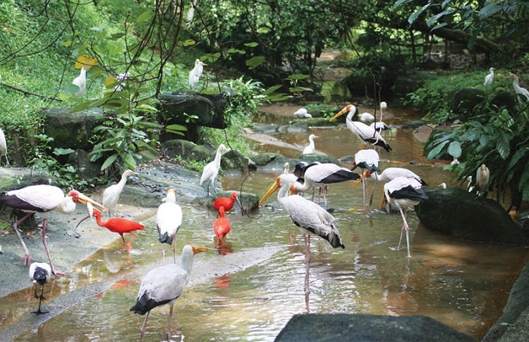 Walk Among the Birds at Taman Burung Kuala Lumpur (KL Bird Park)