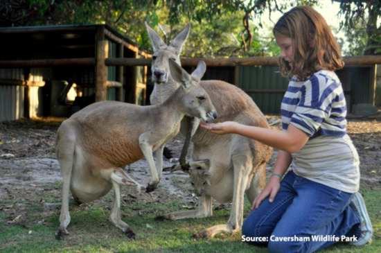 Kangeroo Feeding