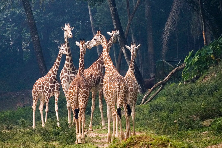 Meet the Residents of the Animal Kingdom at Zoo Negara (National Zoo)