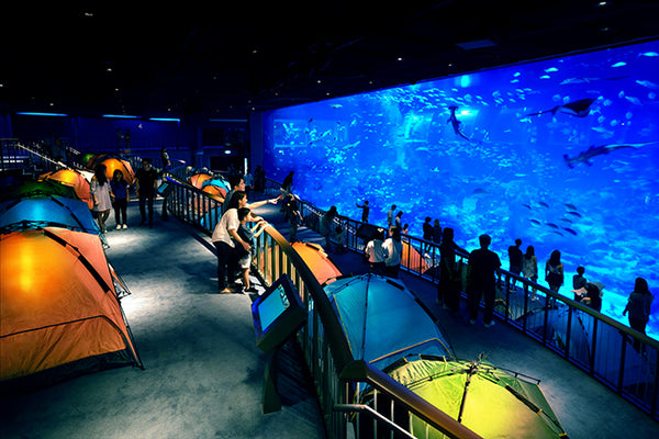 Drift Off to Ocean Dreams at S.E.A. Aquarium