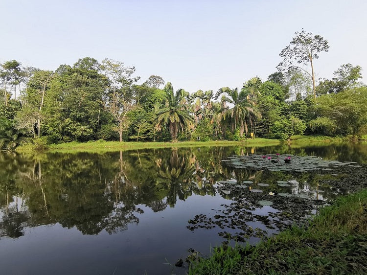 5 Parks to Take a Stroll at with your Family in Kuala Lumpur - Shah Alam National Botanical Garden