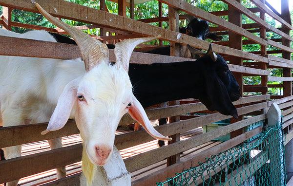 10 Family-Friendly Attractions to Visit in Johor  - Sri Tanjung Leisure Farm 