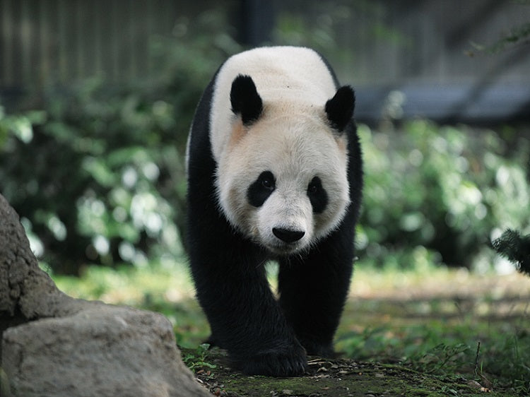 Ueno Park - Ueno Zoo