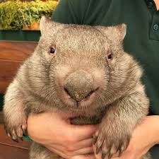 wombat
