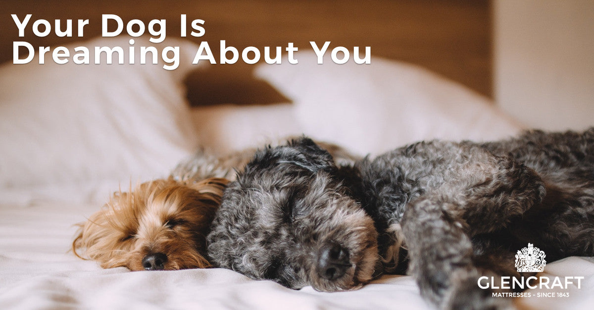 Your Dog Is Dreaming About You