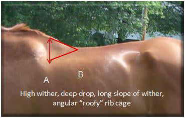 Saddle Fitting for Smarties | More About Saddle Trees