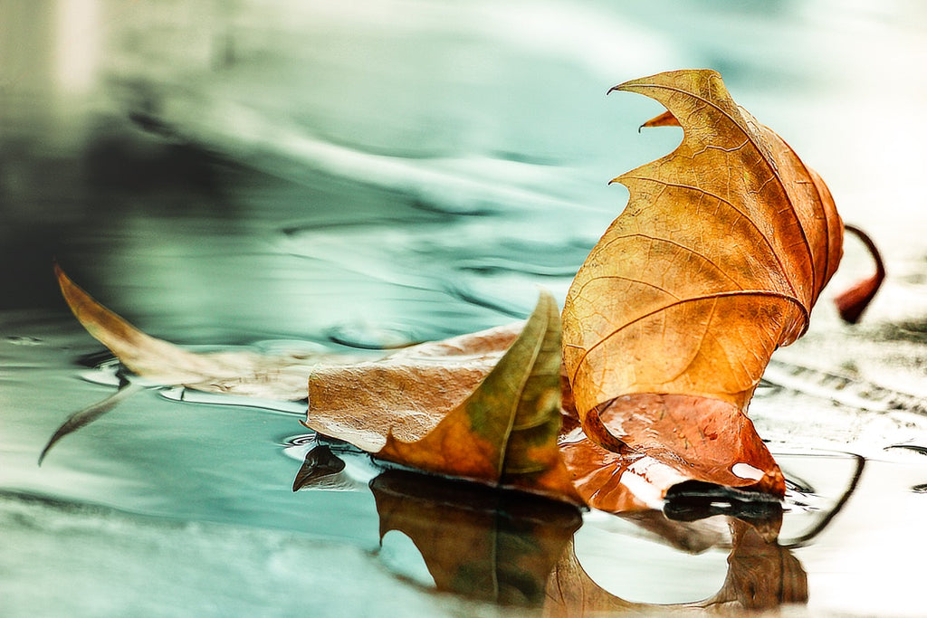 leaf on water