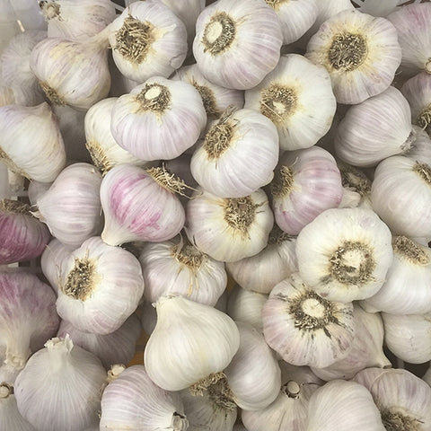 Garlic, Fire Cider, Apple Cider Vinegar Tonic, ACV