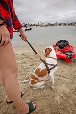 noni-ruby-kayak-beach-dog-lead