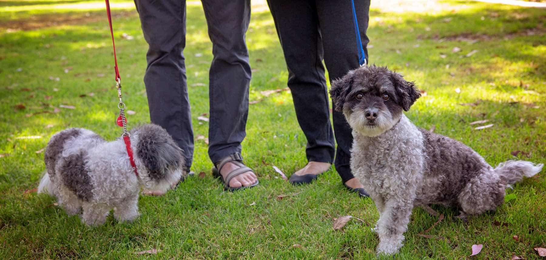 two-dogs-dog-park