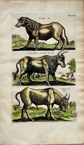 1657 Bull Ox Cattle - Matt. Merian - Folio - Hand coloured engraving - Mammals - AntiqueORIGINALS