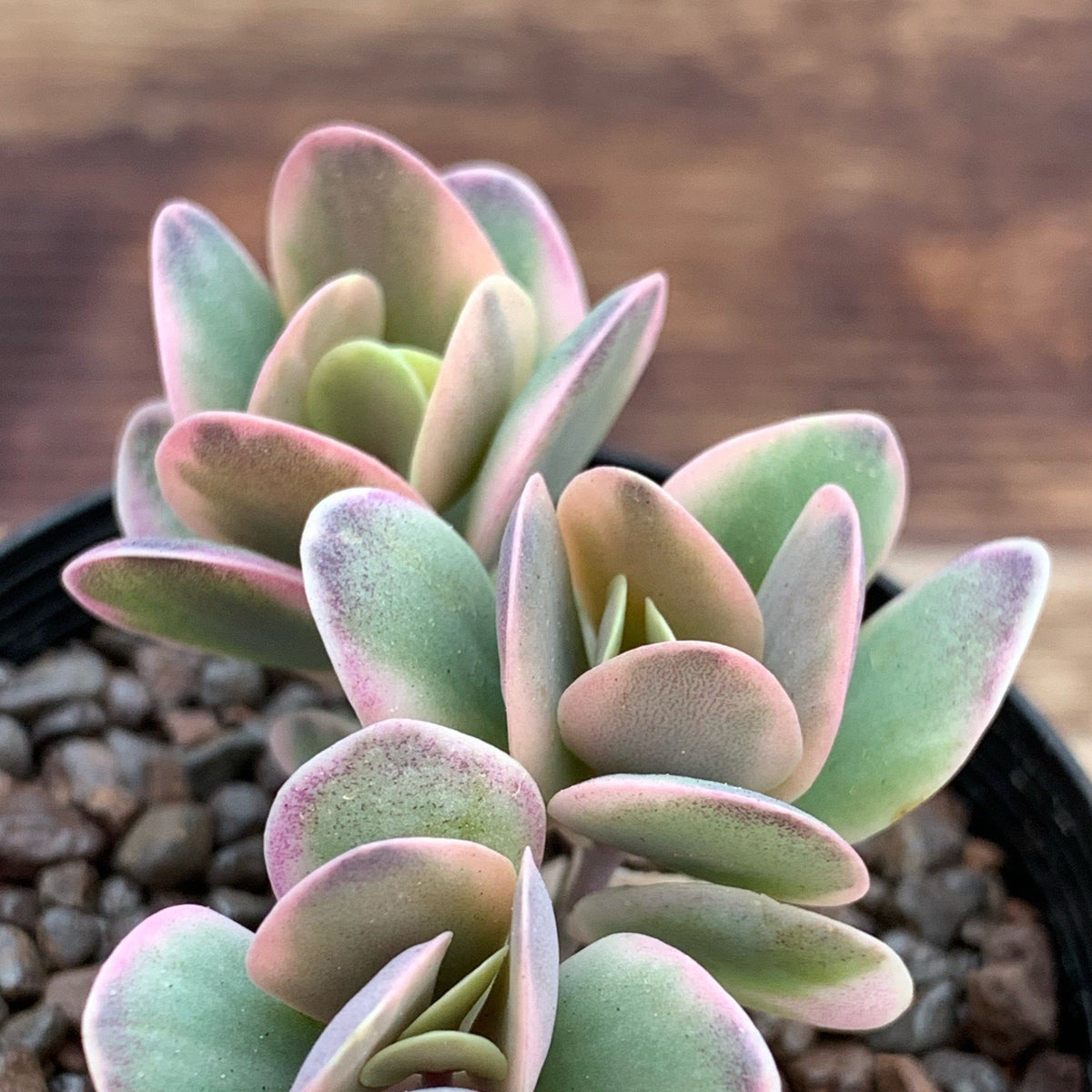 Kalanchoe robusta variegata – Succulents Australia Sales