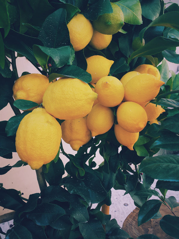 Healthy Thanksgiving Recipes - Roasted Lemons